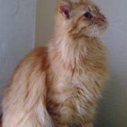 Maine Coon Chessy