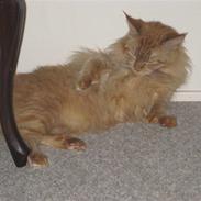 Maine Coon Chessy