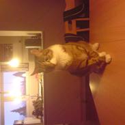 Huskat tulle *død* :'(