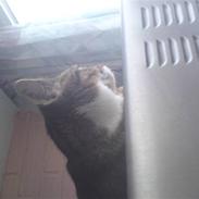 Huskat tulle *død* :'(