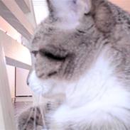 Huskat tulle *død* :'(