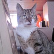 Huskat tulle *død* :'(