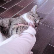 Huskat tulle *død* :'(