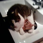 Huskat Gizmo