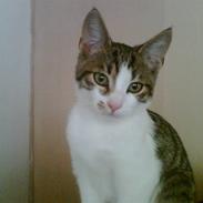 Huskat Gizmo