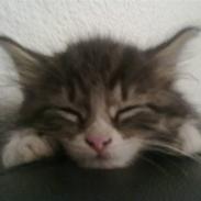 Maine Coon LizMis