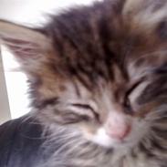 Maine Coon LizMis