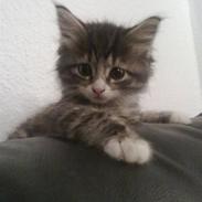 Maine Coon LizMis