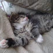 Maine Coon LizMis