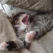 Maine Coon LizMis