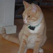 Huskat Carlos Santana