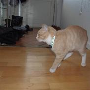 Huskat Carlos Santana