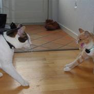 Huskat Carlos Santana