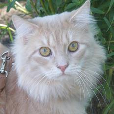 Maine Coon Milkey Way