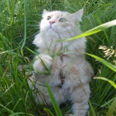 Maine Coon Milkey Way