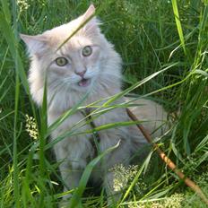 Maine Coon Milkey Way