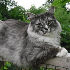 Blanding af racer Simba