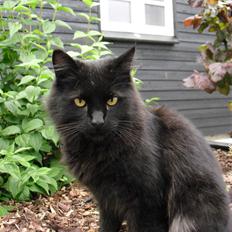 Blanding af racer Trunte