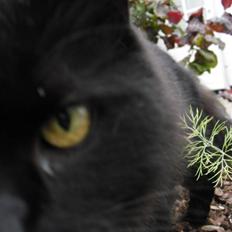 Blanding af racer Trunte