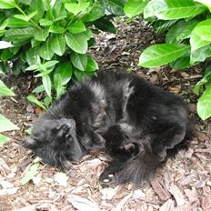 Blanding af racer Trunte