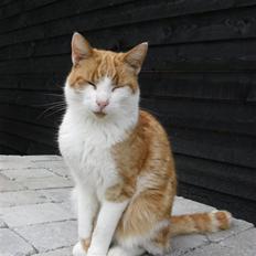 Blanding af racer Figge