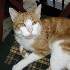 Blanding af racer Figge