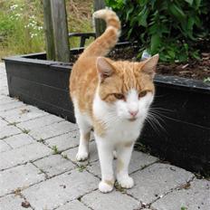 Blanding af racer Figge