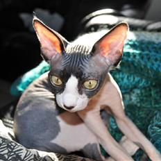 Sphynx Bye Bye My Vega aka. Ko