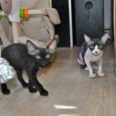 Sphynx Bye Bye My Vega aka. Ko