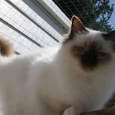 Hellig Birma Izarra's Azizi