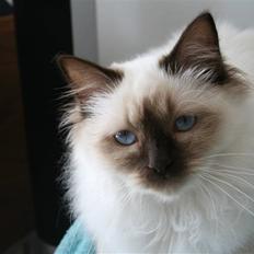 Hellig Birma Izarra's Azizi