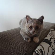 British Shorthair Pearl