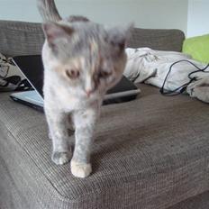 British Shorthair Pearl