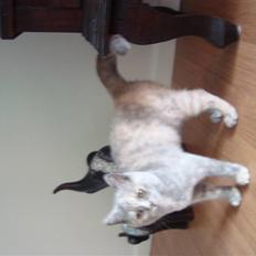 British Shorthair Pearl