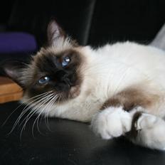 Hellig Birma Jentes Molly Malone Granu