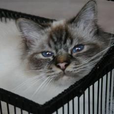 Hellig Birma Ishani's Alvaro