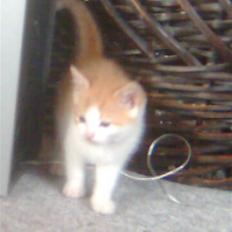 Huskat Fighter R.I.P