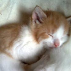 Huskat Fighter R.I.P