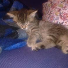 Blanding af racer Cleo