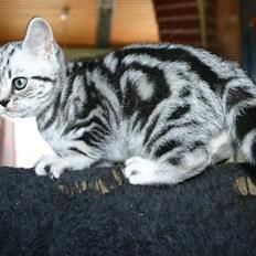 British Shorthair Iris af Clipper
