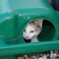 Huskat Alberte (solgt)