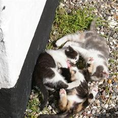 Huskat Alberte (solgt)