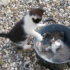 Huskat Hannibal (solgt)