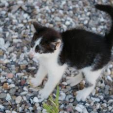 Huskat Hannibal (solgt)