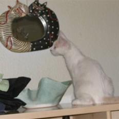 Tyrkisk Van Soyanne's Man In the Mirror