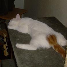 Tyrkisk Van Soyanne's Billie Jean