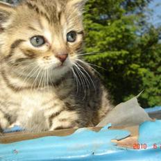 Huskat Hugo-Bugo<3 SOLGT