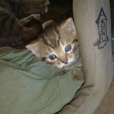 Huskat Hugo-Bugo<3 SOLGT