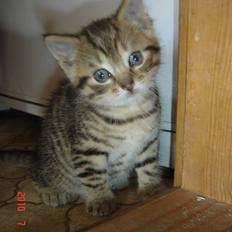 Huskat Hugo-Bugo<3 SOLGT