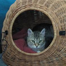 Blanding af racer Frigg